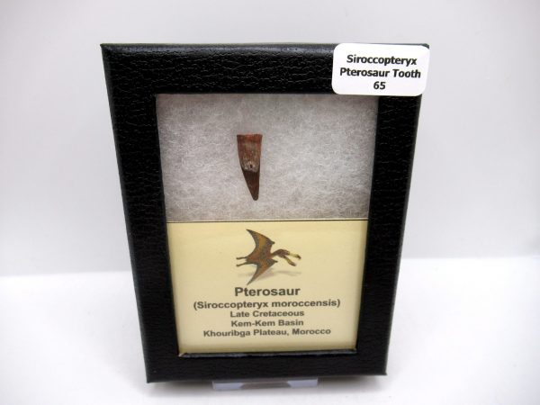 Genuine Cretaceous Age Siroccopteryx Pterosaur Tooth Fossils For Sale From Morocco #65