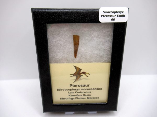 Genuine Cretaceous Age Siroccopteryx Pterosaur Tooth Fossils For Sale From Morocco #66