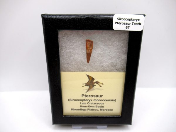 Genuine Cretaceous Age Siroccopteryx Pterosaur Tooth Fossils For Sale From Morocco #67