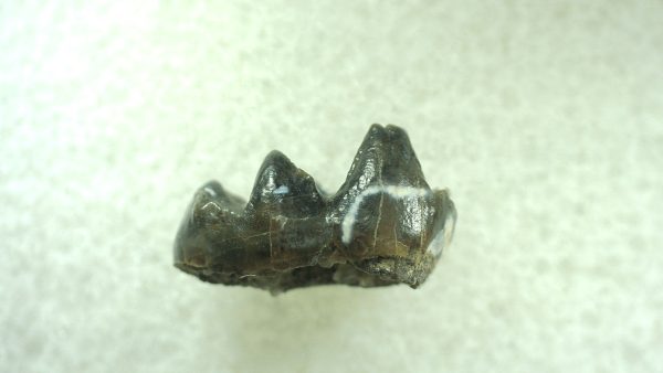 Genuine Eocene Age Hyracotherium Tooth Fossil for Sale from New Mexico #1