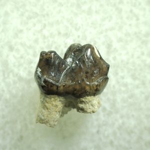 Genuine Eocene Age Hyracotherium Tooth Fossil for Sale from New Mexico #10