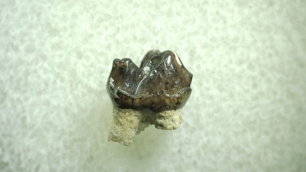 Genuine Eocene Age Hyracotherium Tooth Fossil for Sale from New Mexico #10