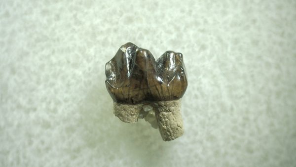 Genuine Eocene Age Hyracotherium Tooth Fossil for Sale from New Mexico #10a