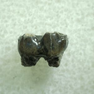 Genuine Eocene Age Hyracotherium Tooth Fossil for Sale from New Mexico #12