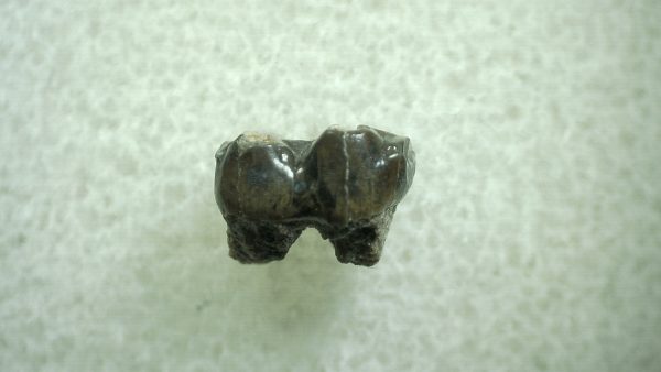 Genuine Eocene Age Hyracotherium Tooth Fossil for Sale from New Mexico #12