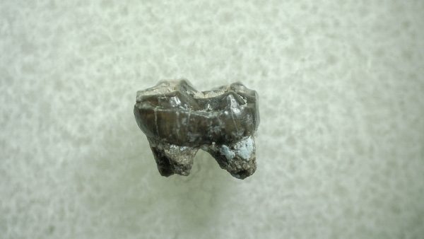 Genuine Eocene Age Hyracotherium Tooth Fossil for Sale from New Mexico #12a