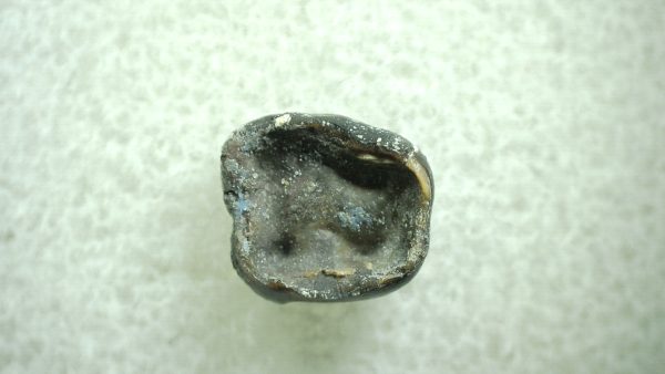 Genuine Eocene Age Hyracotherium Tooth Fossil for Sale from New Mexico #13a