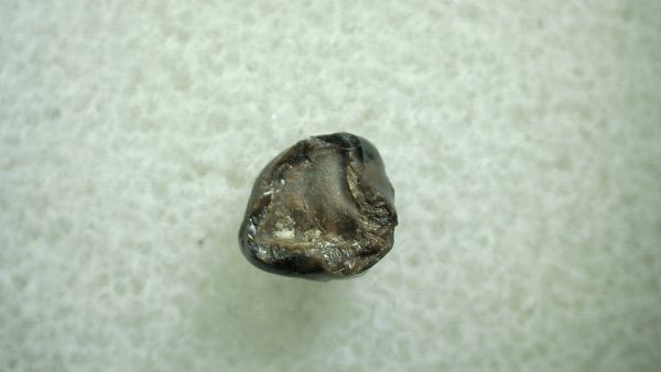 Genuine Eocene Age Hyracotherium Tooth Fossil for Sale from New Mexico #14a