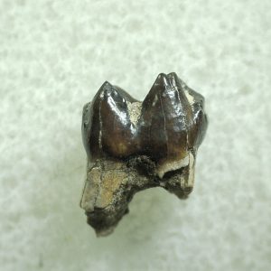 Genuine Eocene Age Hyracotherium Tooth Fossil for Sale from New Mexico #15