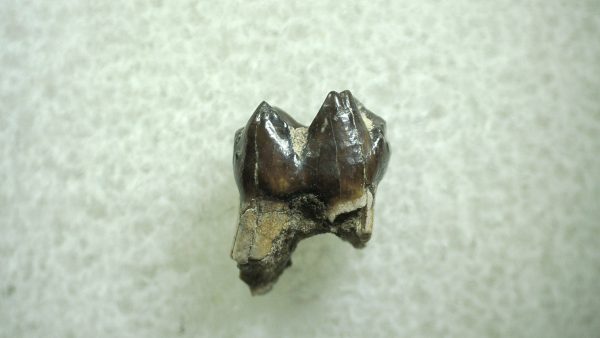 Genuine Eocene Age Hyracotherium Tooth Fossil for Sale from New Mexico #15