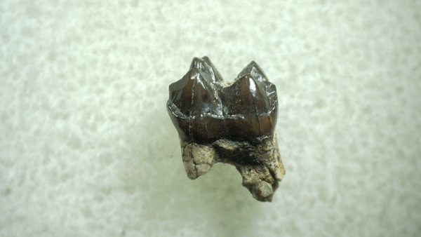 Genuine Eocene Age Hyracotherium Tooth Fossil for Sale from New Mexico #15a