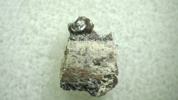 Genuine Eocene Age Hyracotherium Tooth Fossil for Sale from New Mexico #16