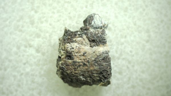 Genuine Eocene Age Hyracotherium Tooth Fossil for Sale from New Mexico #16a