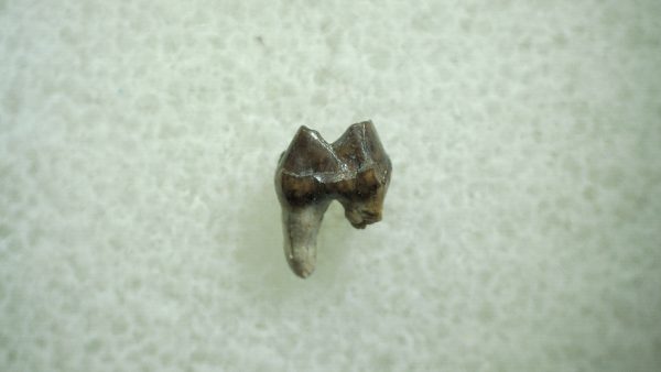 Genuine Eocene Age Hyracotherium Tooth Fossil for Sale from New Mexico #17