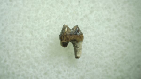 Genuine Eocene Age Hyracotherium Tooth Fossil for Sale from New Mexico #17a