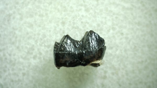 Genuine Eocene Age Hyracotherium Tooth Fossil for Sale from New Mexico #18