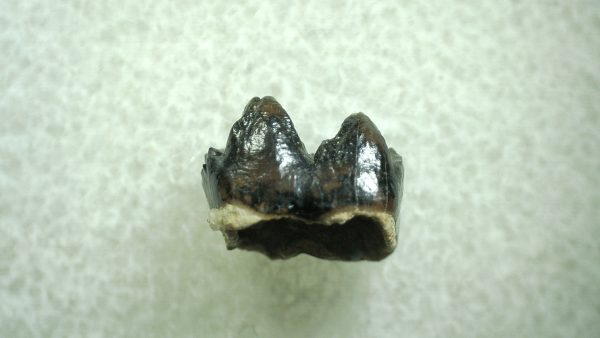 Genuine Eocene Age Hyracotherium Tooth Fossil for Sale from New Mexico #18a