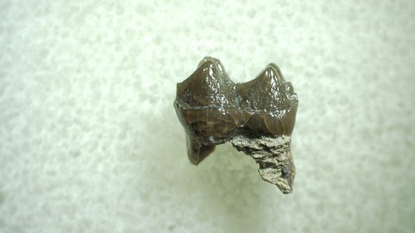 Genuine Eocene Age Hyracotherium Tooth Fossil for Sale from New Mexico #19