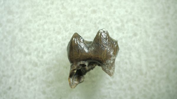 Genuine Eocene Age Hyracotherium Tooth Fossil for Sale from New Mexico #19a