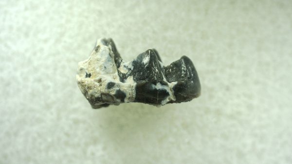 Genuine Eocene Age Hyracotherium Tooth Fossil for Sale from New Mexico #1a