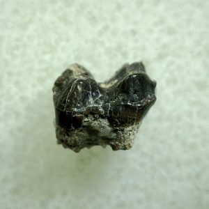 Genuine Eocene Age Hyracotherium Tooth Fossil for Sale from New Mexico #2