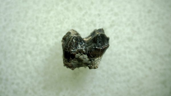 Genuine Eocene Age Hyracotherium Tooth Fossil for Sale from New Mexico #2