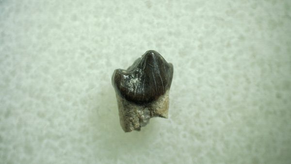 Genuine Eocene Age Hyracotherium Tooth Fossil for Sale from New Mexico #20