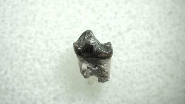 Genuine Eocene Age Hyracotherium Tooth Fossil for Sale from New Mexico #20a