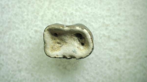 Genuine Eocene Age Hyracotherium Tooth Fossil for Sale from New Mexico #21a