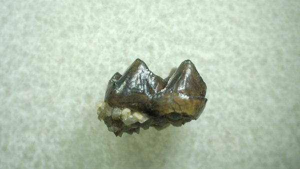 Genuine Eocene Age Hyracotherium Tooth Fossil for Sale from New Mexico #23