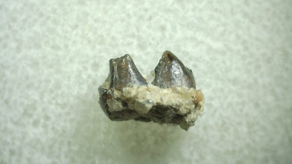 Genuine Eocene Age Hyracotherium Tooth Fossil for Sale from New Mexico #23a