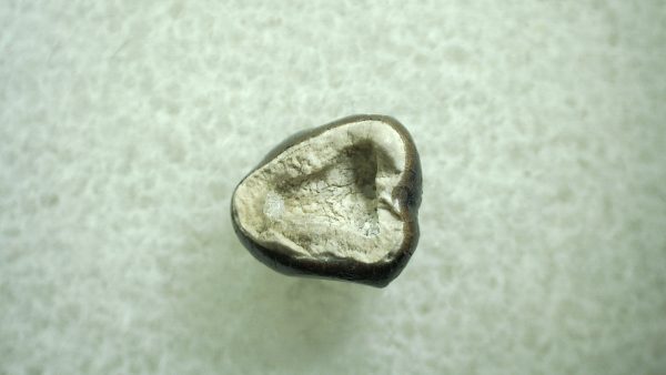 Genuine Eocene Age Hyracotherium Tooth Fossil for Sale from New Mexico #24a