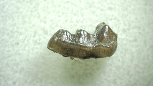 Genuine Eocene Age Hyracotherium Tooth Fossil for Sale from New Mexico #25