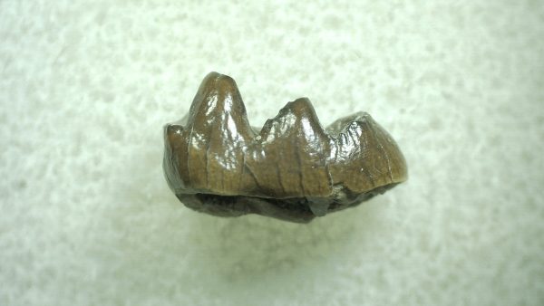 Genuine Eocene Age Hyracotherium Tooth Fossil for Sale from New Mexico #25a