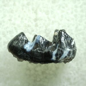 Genuine Eocene Age Hyracotherium Tooth Fossil for Sale from New Mexico #27