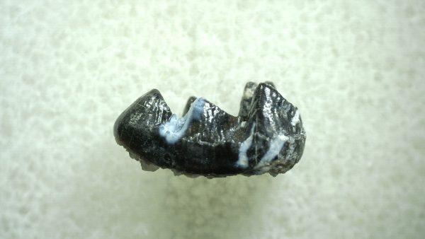 Genuine Eocene Age Hyracotherium Tooth Fossil for Sale from New Mexico #27