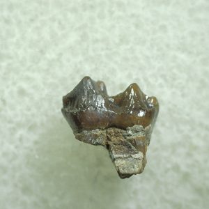 Genuine Eocene Age Hyracotherium Tooth Fossil for Sale from New Mexico #28