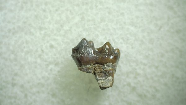 Genuine Eocene Age Hyracotherium Tooth Fossil for Sale from New Mexico #28