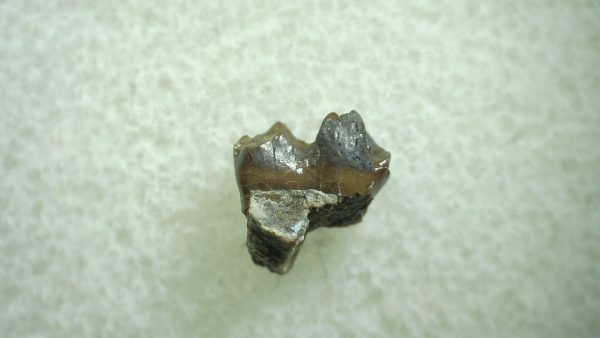 Genuine Eocene Age Hyracotherium Tooth Fossil for Sale from New Mexico #28a