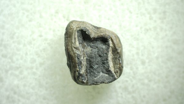 Genuine Eocene Age Hyracotherium Tooth Fossil for Sale from New Mexico #29a