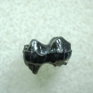 Genuine Eocene Age Hyracotherium Tooth Fossil for Sale from New Mexico #3