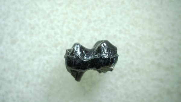 Genuine Eocene Age Hyracotherium Tooth Fossil for Sale from New Mexico #3