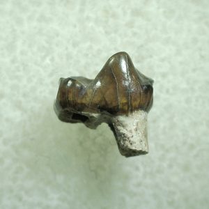 Genuine Eocene Age Hyracotherium Tooth Fossil for Sale from New Mexico #30