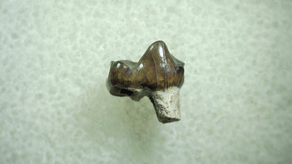 Genuine Eocene Age Hyracotherium Tooth Fossil for Sale from New Mexico #30