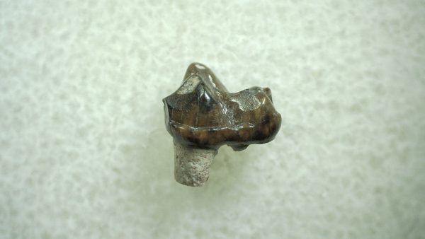 Genuine Eocene Age Hyracotherium Tooth Fossil for Sale from New Mexico #30a