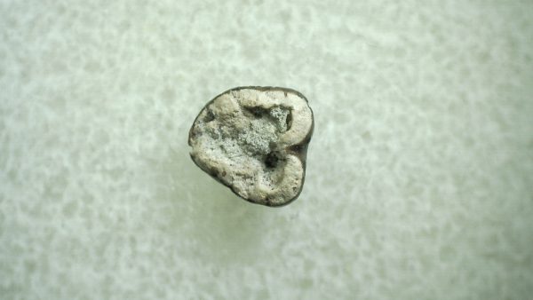 Genuine Eocene Age Hyracotherium Tooth Fossil for Sale from New Mexico #31a