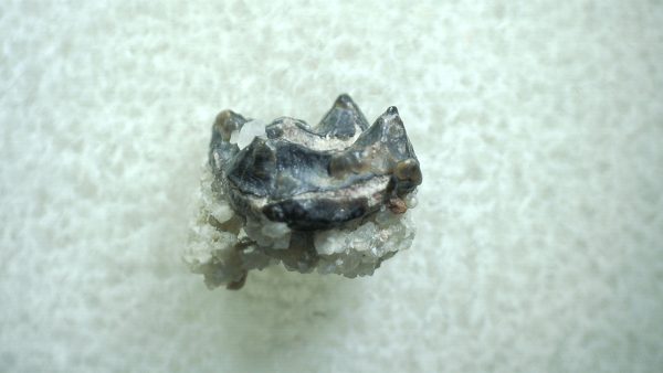 Genuine Eocene Age Hyracotherium Tooth Fossil for Sale from New Mexico #33a