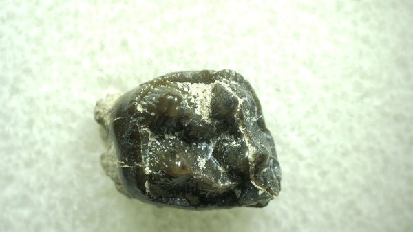 Genuine Eocene Age Hyracotherium Tooth Fossil for Sale from New Mexico #36