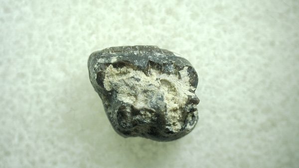 Genuine Eocene Age Hyracotherium Tooth Fossil for Sale from New Mexico #37a