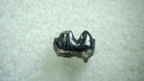 Genuine Eocene Age Hyracotherium Tooth Fossil for Sale from New Mexico #3a